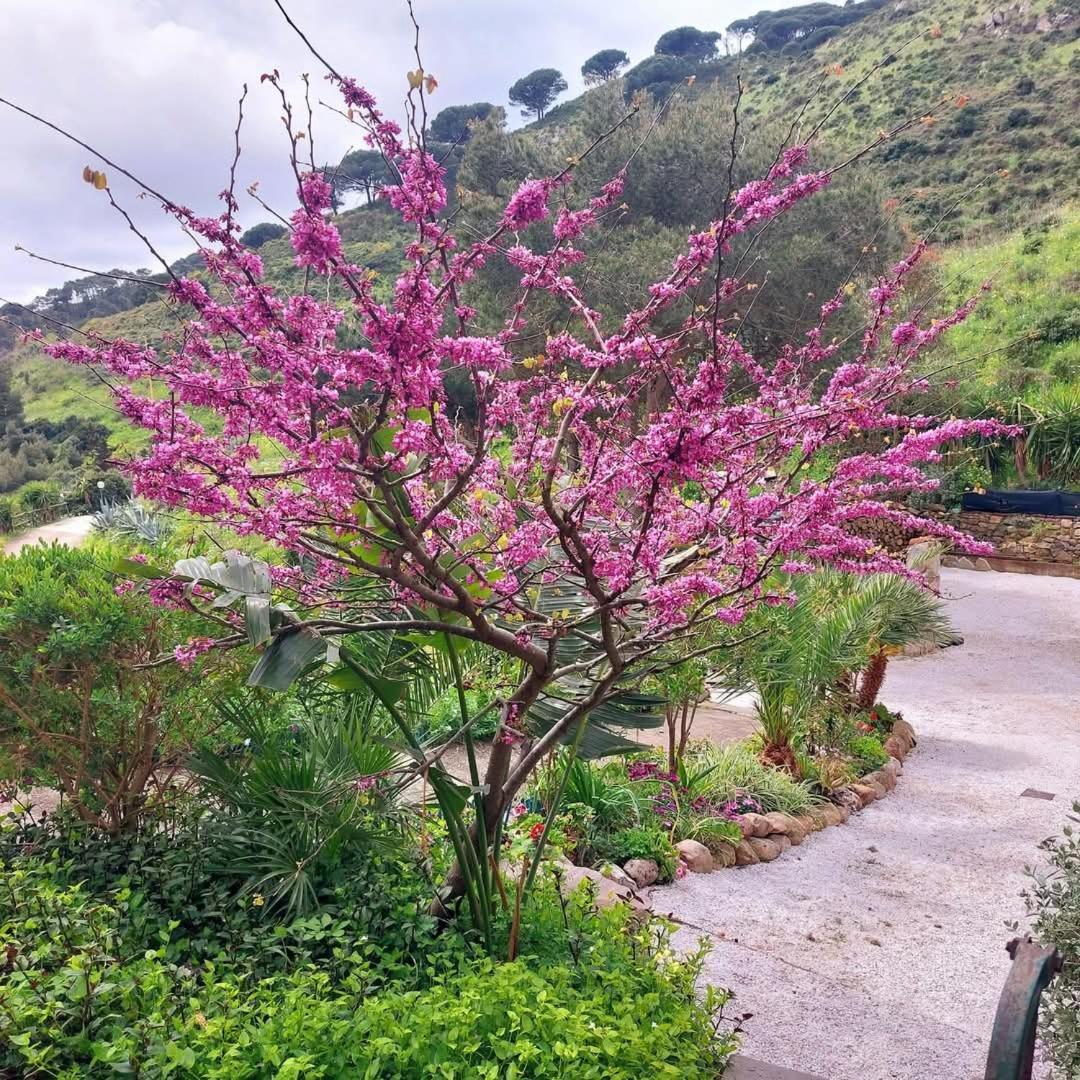 Villetta Dei Fichi D'India Rio nell'Elba Екстер'єр фото